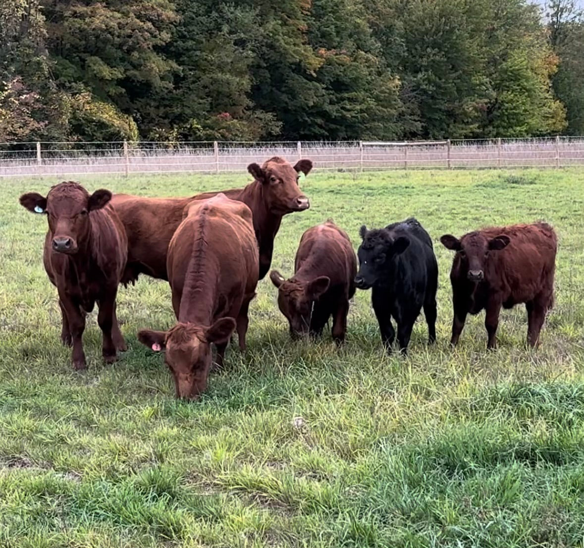 Our Cattle