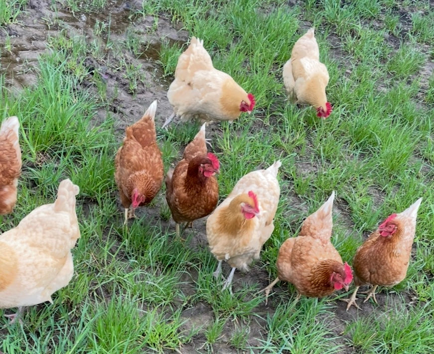 Our Chickens