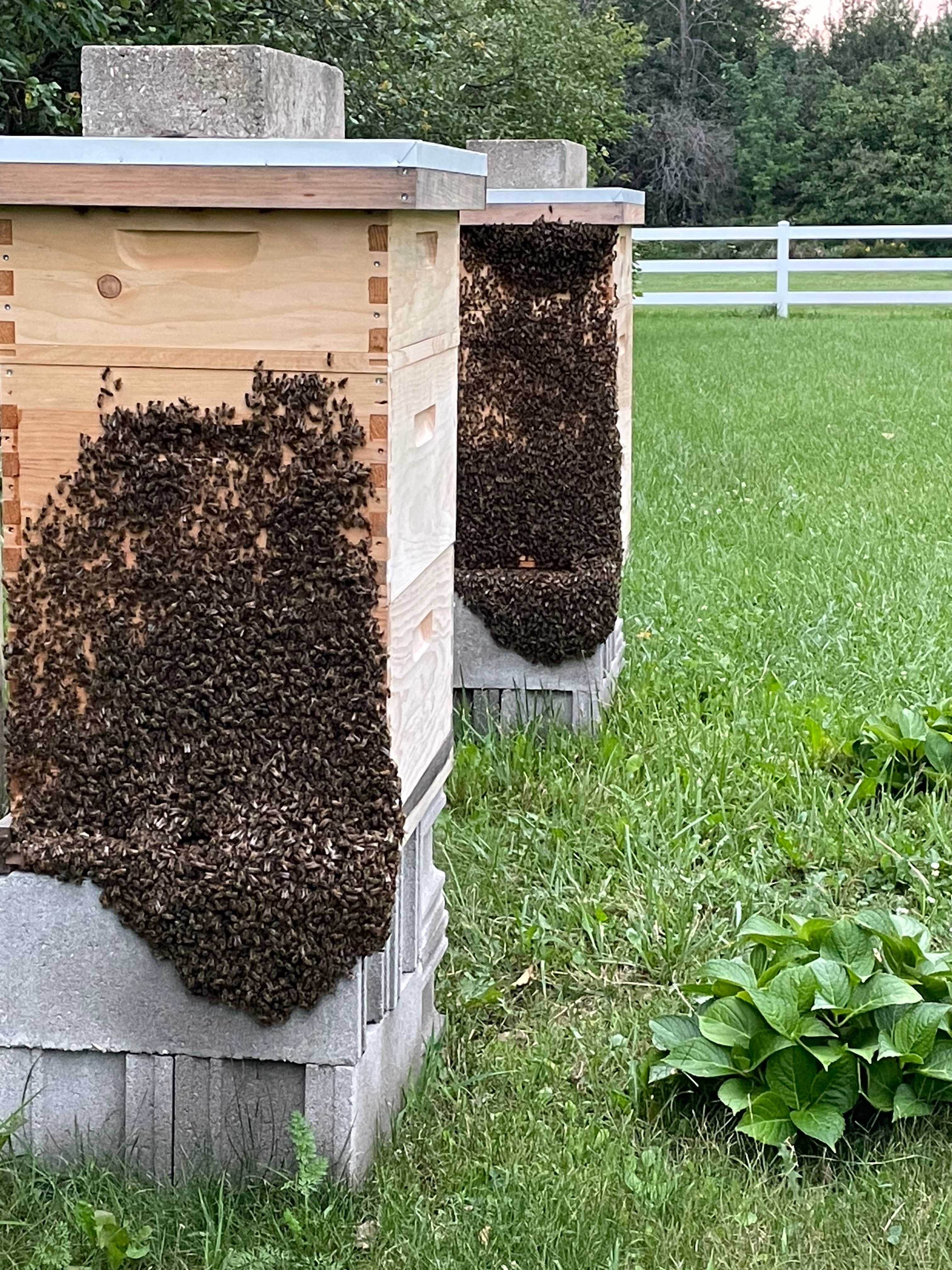 Our Bees