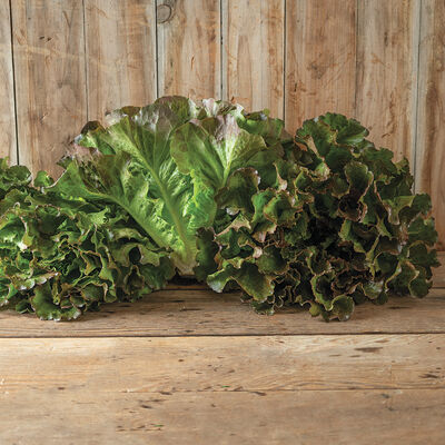 Head Lettuce