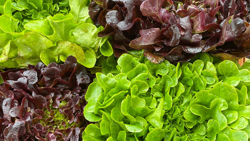 loose leaf lettuce 