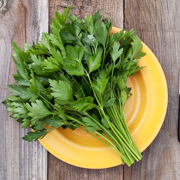 Parsley, Bunch