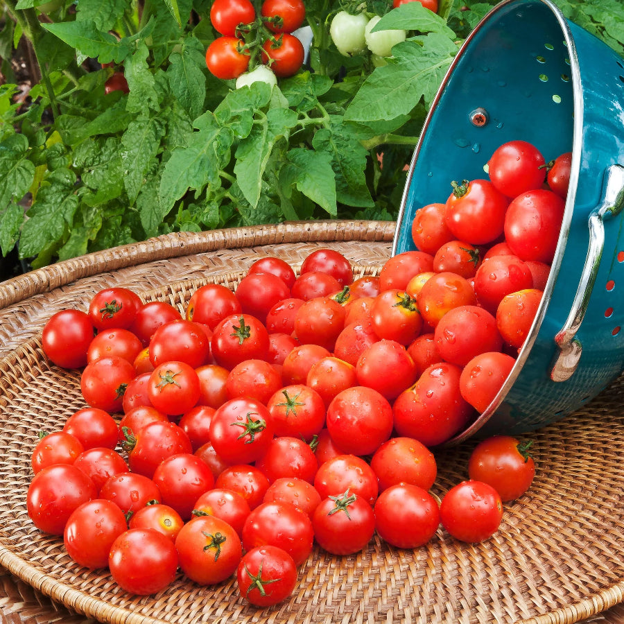 Cherry Tomatoes