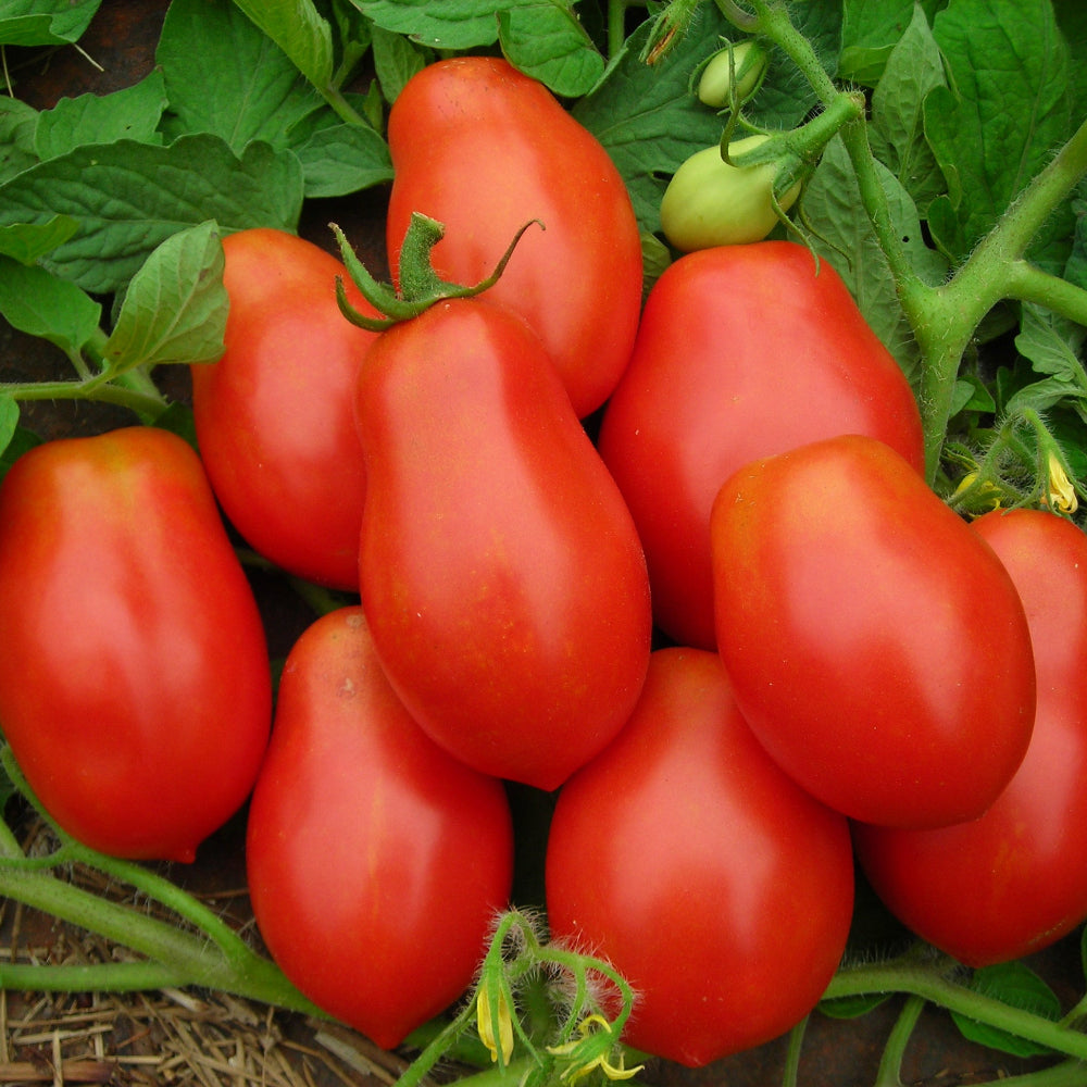 Roma Tomatoes, 1 lb